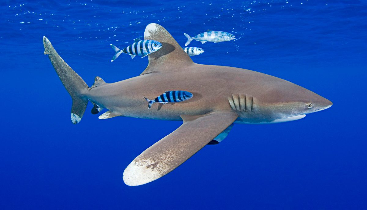 Top Tiburones En Peligro De Extinci n En La Actualidad 